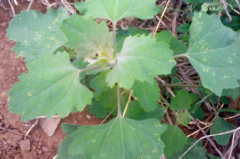 百部不僅藥用價(jià)值高,百部的食用價(jià)值也非常高!